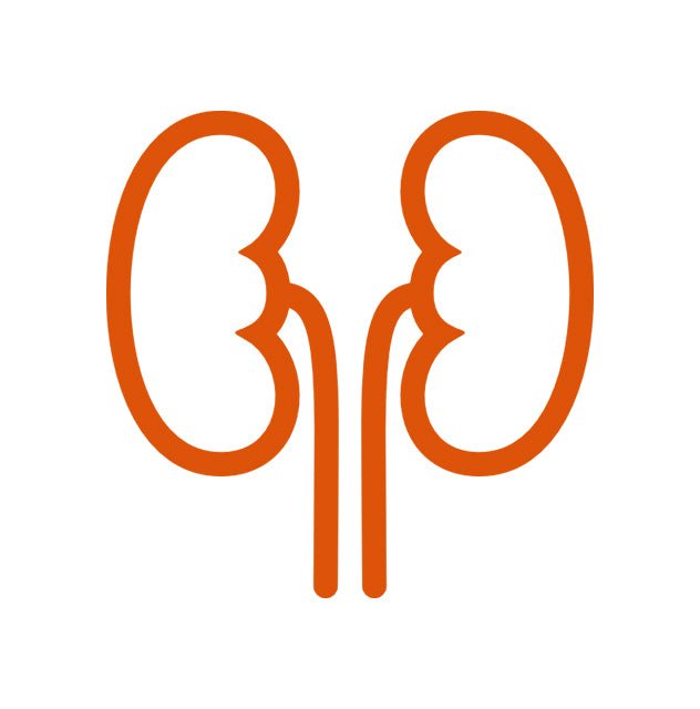 Бъбречната функция - Herba Divina